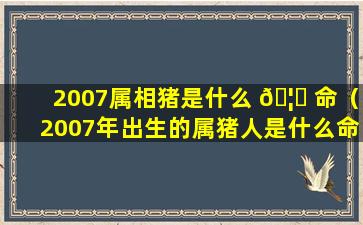 2007属相猪是什么 🦊 命（2007年出生的属猪人是什么命）